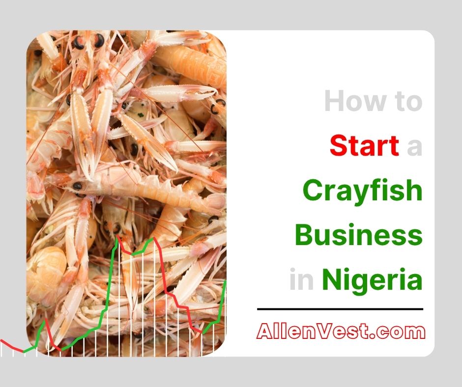 In this post, you will learn how to start a crayfish business in Nigeria in 10 detailed steps. Crayfish is more than just a kitchen ingredient in Nigeria. It is a household necessity. Its unique flavor and taste makes it a daily staple across the country.